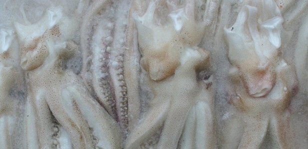 Frozen Squid Head